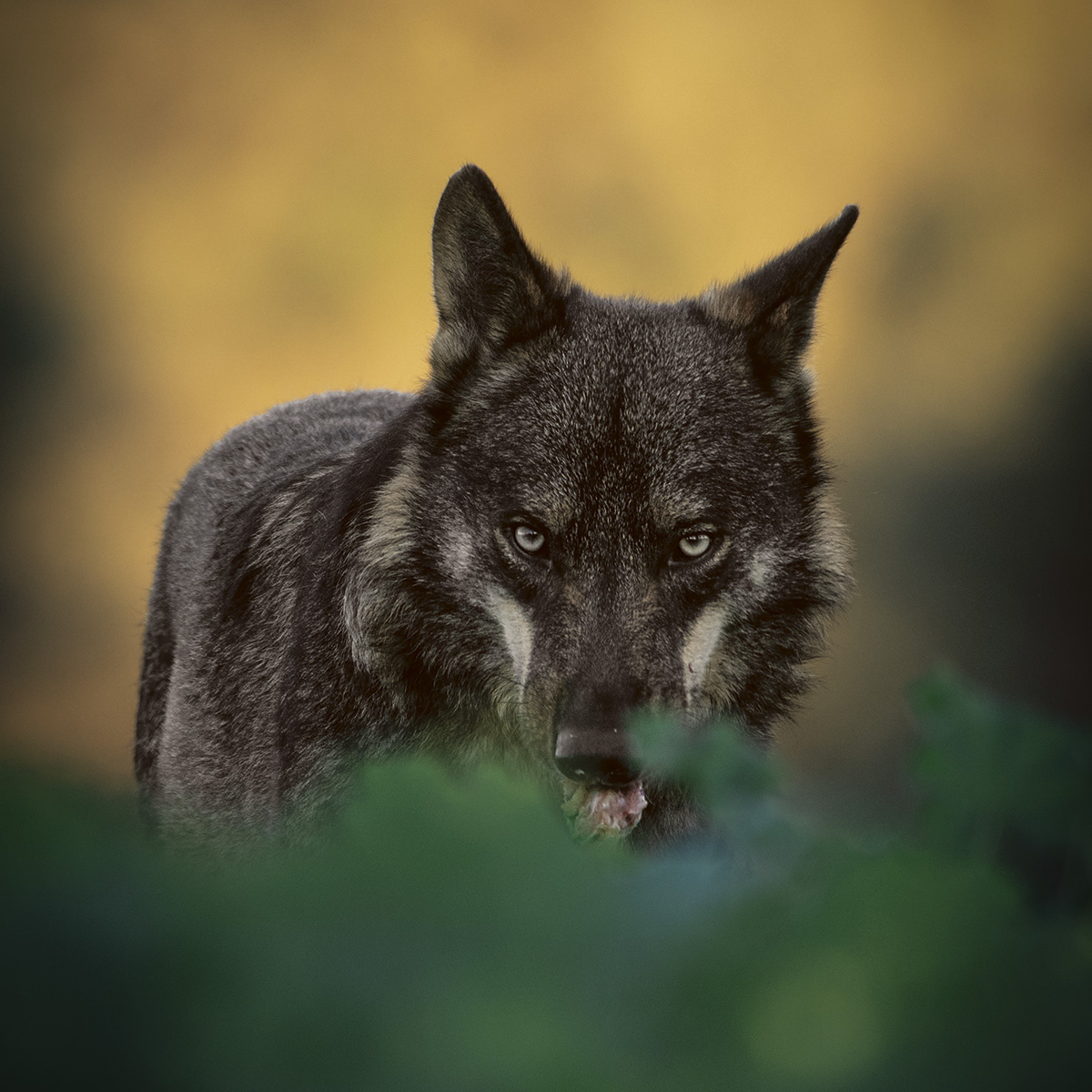 Olor a vainilla, el arma secreta frente al lobo