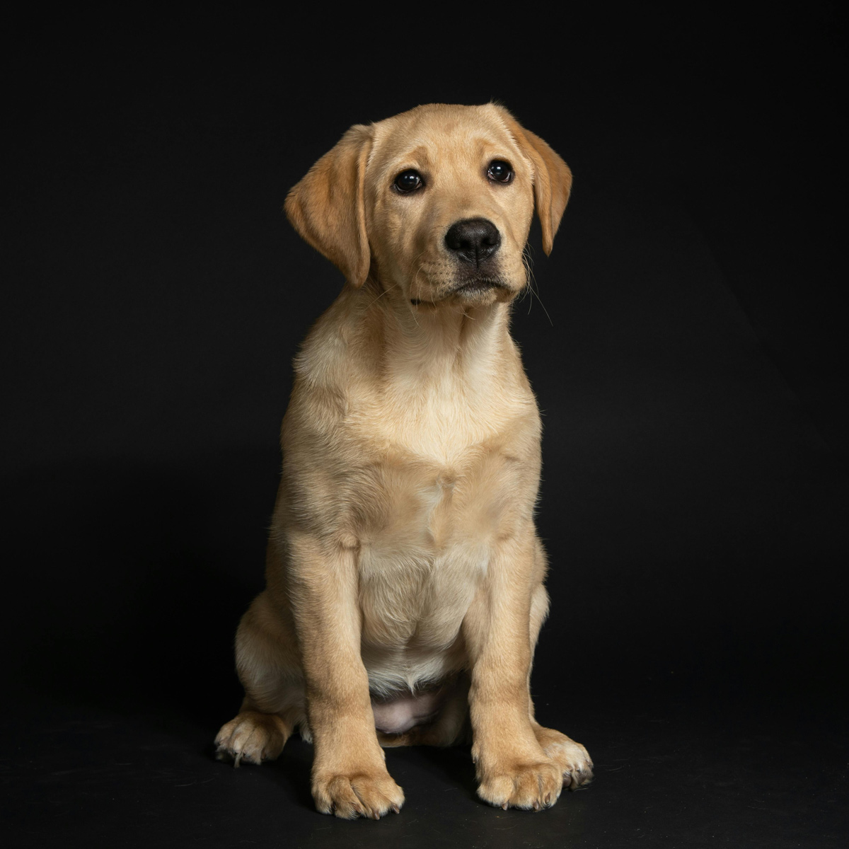 ¿Puede tu perro sentir culpa? (Desde luego, lo que entiende es tu cabreo...)